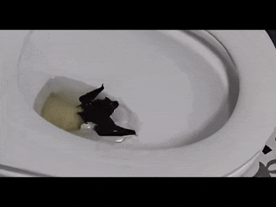 网络配资开户 一旦被咬伤就是Ⅲ级暴露！家中闯入“不速之客”，千万别徒手抓